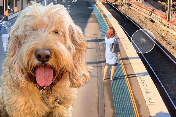 Ten-year-old spoodle Heidi had a morning run on one of Sydney’s busiest train lines.