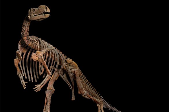 The Muttaburrasaurus has convincingly won the title of Queensland’s State Fossil.