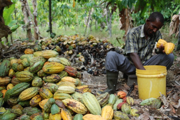 Small-scale farmers supply Tanzanian trader Kokoa Kamili with cocoa beans directly, enabling them to be paid more for less work.