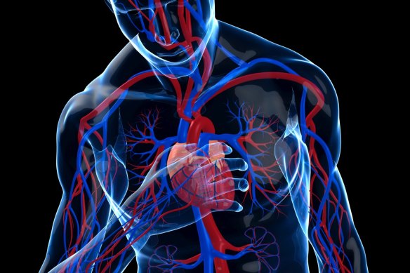 Australian researchers have for the first time discovered COVID-19 causes DNA damage to the heart, giving clues to why the diseases causes heart complications in some people.