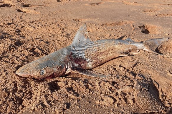 At least 10 small shark carcasses were found at Roebuck Bay. 