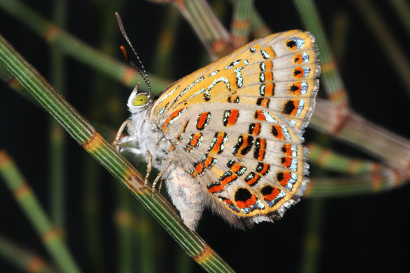 The bulloak jewel butterfly.