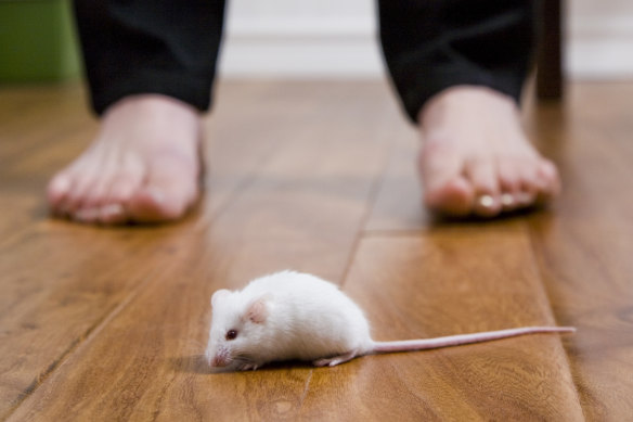 The upside to Kerri Sackville’s fear of mice is that it provides her kids with hours of amusement.