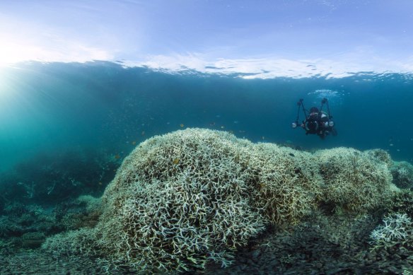 Coral bleaching near Lizard Island on the Great Barrier Reef during 2016.