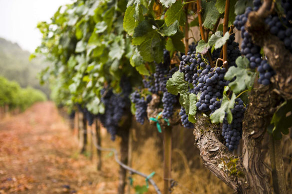 Penfolds maker Treasury Wine shuts Victorian winery as drinkers baulk at cheap wine