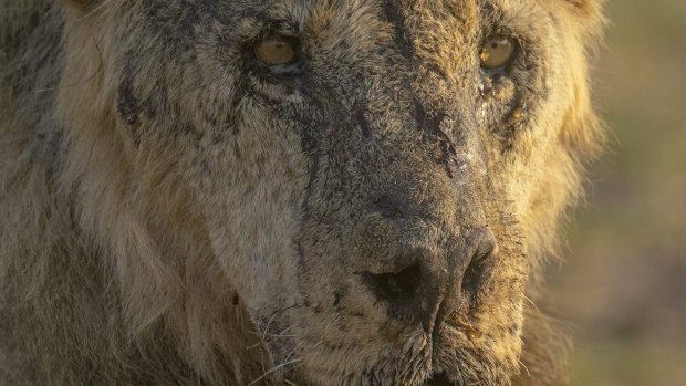 Loonkiito, one of the world’s oldest wild lions, killed in Kenya