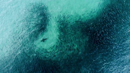 A Great White Shark approaching a huge school of salmon close to shore at Tamarama Beach on December 10. 