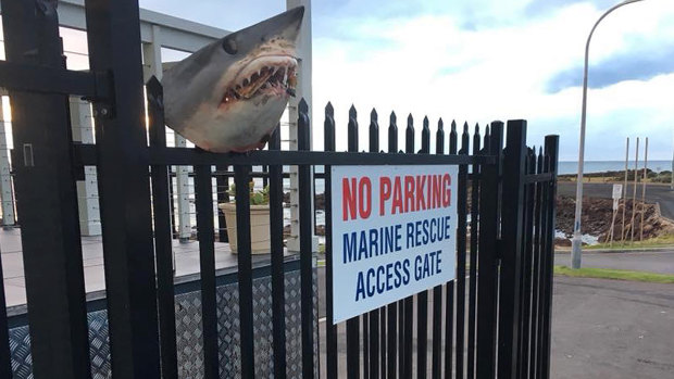 Shark's head spiked on fence of Marine Rescue NSW base at Shellharbour. 