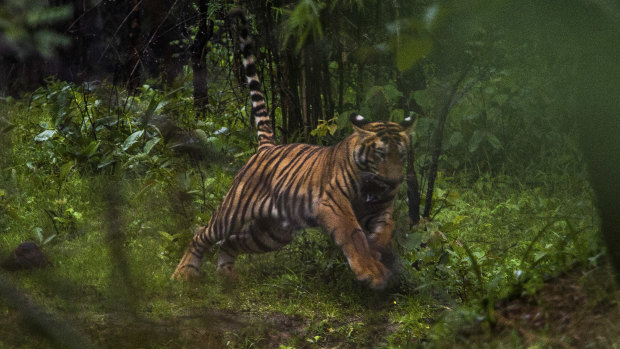 A 10-month-old cub in the Tadoba Andhari Tiger Reserve in the Indian state of Maharashtra, India.