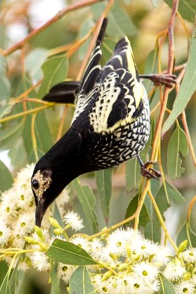 The critically endangered Regent Honeyeater.