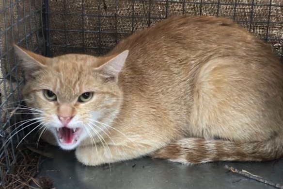 Conservation groups have been calling for cat containment laws for more than a decade.