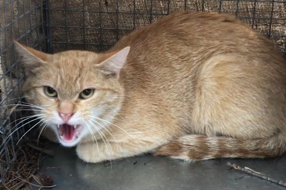 Estima-se que na Grande Sydney, gatos vadios matem cerca de 66 milhões de animais nativos a cada ano.