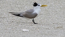 The new suspected cases are all greater crested terns found in the states south-east.