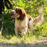 Police sniffer dogs were brought into the search for 17-year-old Pheobe Bishop on Sunday. 
