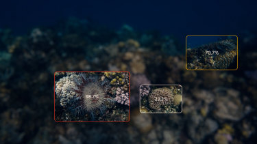 CSIRO and Google have developed an AI which uses machine learning to spot crown-of-thorns starfish on the Great Barrier Reef.