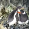 RIP Sphen, one half of Sydney’s celebrated gay penguin couple