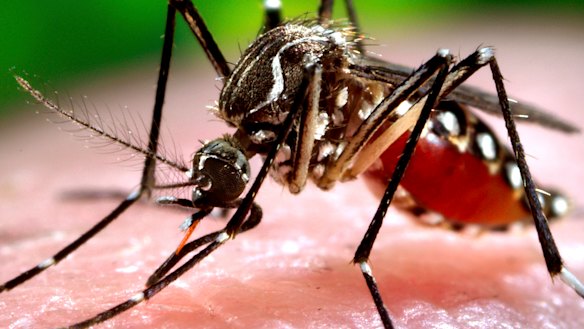 The Aedes aegypti mosquito can transmit dengue, Zika, yellow fever and Chikungunya viruses. Its population is currently limited to Queensland.