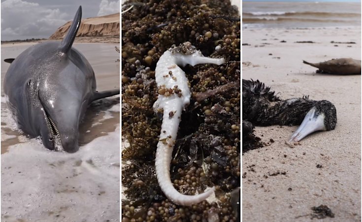 ‘Devastating scenes’: Marine life washes up on Ningaloo beaches after Cyclone Narelle