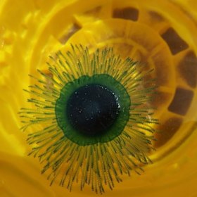 The porpita pacifica, or blue button, is part of 'the blue tide' that will arrive on beaches, marking the arrival of bluebottles. 