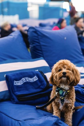 Dogs are welcome at any screening at the open air cinemas on the Patrick White Lawns alongside the National Library.