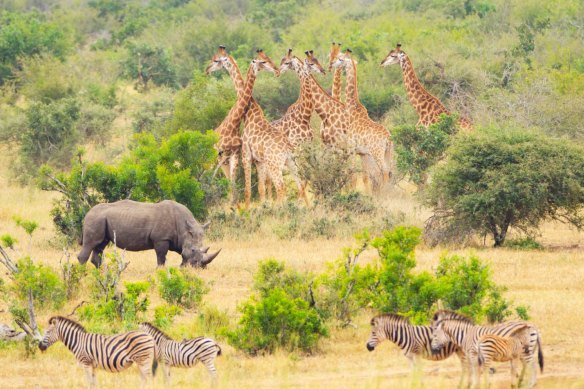 A company offered trips to Kruger National Park in South Africa.
