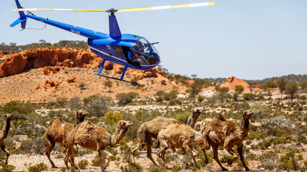 The helicopter bears down on the herd in Judas Collar. 