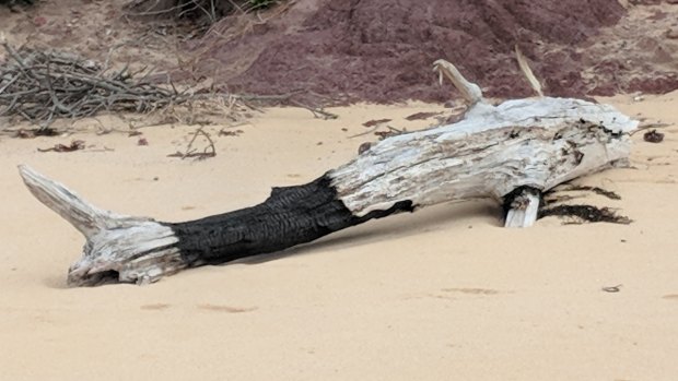 This piece of partially burnt driftwood bears an uncanny resemblance to a shark.