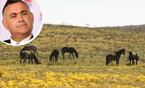 NSW Deputy Premier John Barilaro says feral horse number should be decreased in the Kosciuszko National Park.