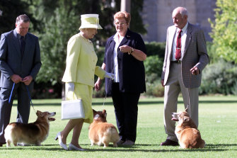 Kraliçe, Şubat 2022'de Adelaide Kennel Club'dan corgileri inceliyor. 