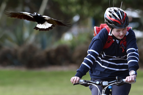 If you’re on a bicycle, step off and walk from the area near the nest.