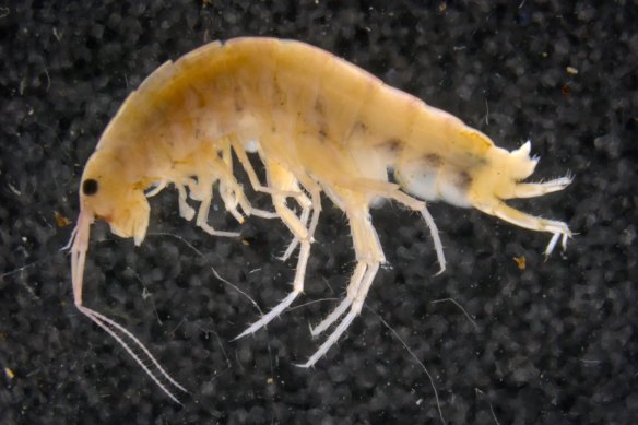 New species: a tree-dwelling tiny shrimp found in Cyclops Mountains.