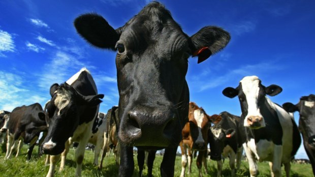 A British farmer is using cow manure to help scour the digital sphere for coins. 