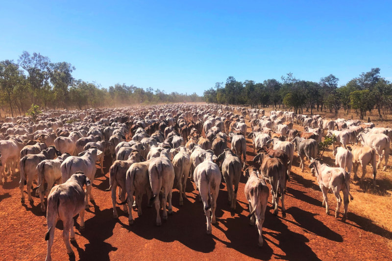 Rural Funds, SA winemakers list $80m of cattle stations