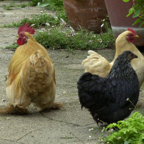 Chinese silkie bantams.