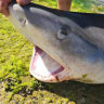 Dead sharks left at beaches as bans push fishers further south of Perth