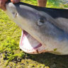 Shark fishers at swimming beaches in Kwinana, south of Perth, leave body parts behind after they are finished. 