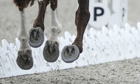 Dressage is a highly technical category in which horses are judged on their movements in the arena.