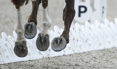 Dressage is a highly technical category in which horses are judged on their movements in the arena.