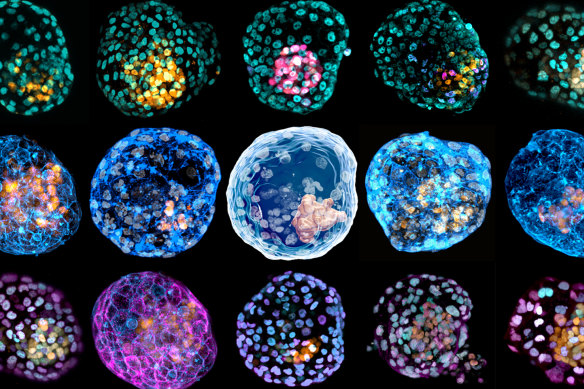 The model embryos, with protein staining highlighting different cell types.