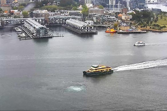 Giant bubbles rise to the water’s surface directly above a giant machine tunnelling under Sydney Harbour in September 2019.