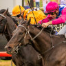 Sneak Preview wins the Dubbo Cup in September.