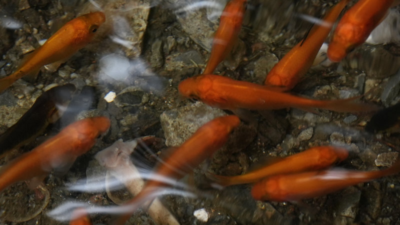 Race, class, and goldfish: how a homemade footpath aquarium divided New York