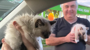 An investigation has found banned kitten seller Con Petropoulos is allegedly continuing to sell animals. Video footage shows Mr Petropoulos selling kittens out of the back of his car in Ballarat car parks in recent weeks.