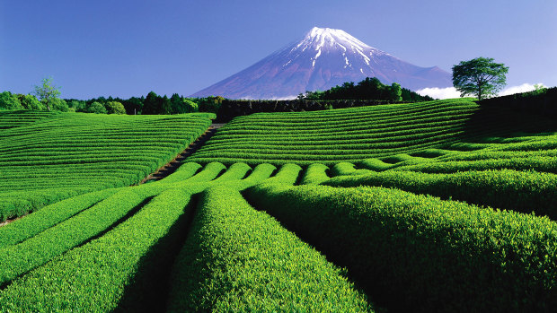 The tea plantations of Shizuoka, with Mt Fuji in the background.