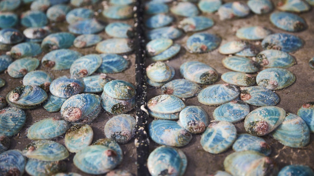 Yumbah Aquaculture’s abalone is often sold through grey channels. 