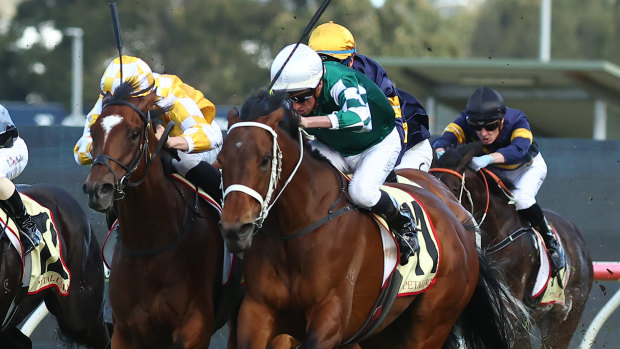 Hoo Ya Mal (yellow and white silks) runs second to Montefilia in the Hill Stakes at Rosehill on October 2.