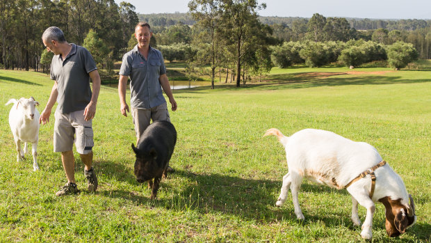 Jeff, left, and Todd take Helga and the goats for a family walk. 