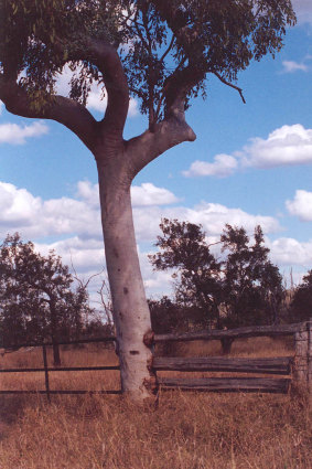 The fence near Cloncurry, Queensland.