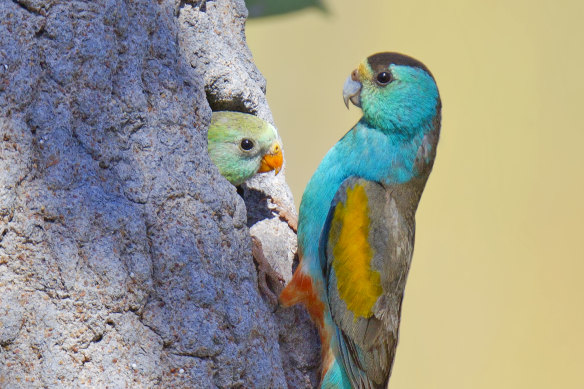 The highly endangered golden shouldered parrot would have been further threatened by the clearing of 1840 hectares on Cape York's Kingvale Station. 