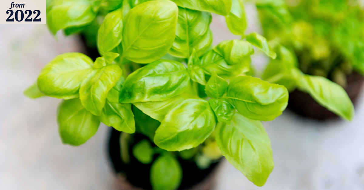 Growing basil is easy. The secret is in how you harvest it